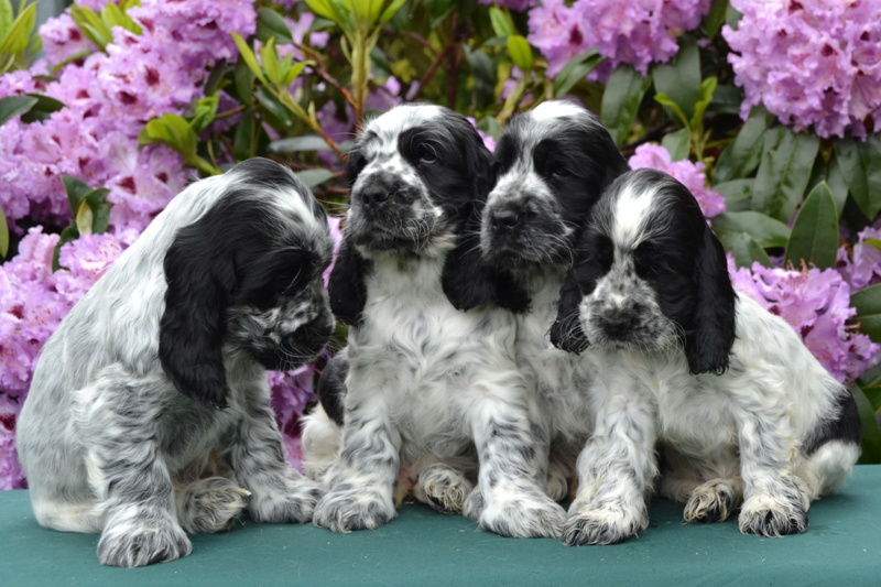 24-Chris, Chiko, Charlie, Chessy.JPG